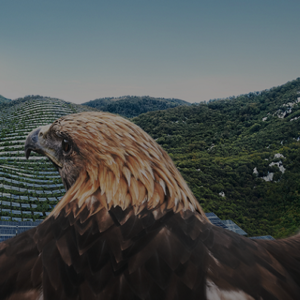 Vulture, Bird, Animal